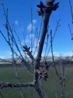 Le langage des arbres